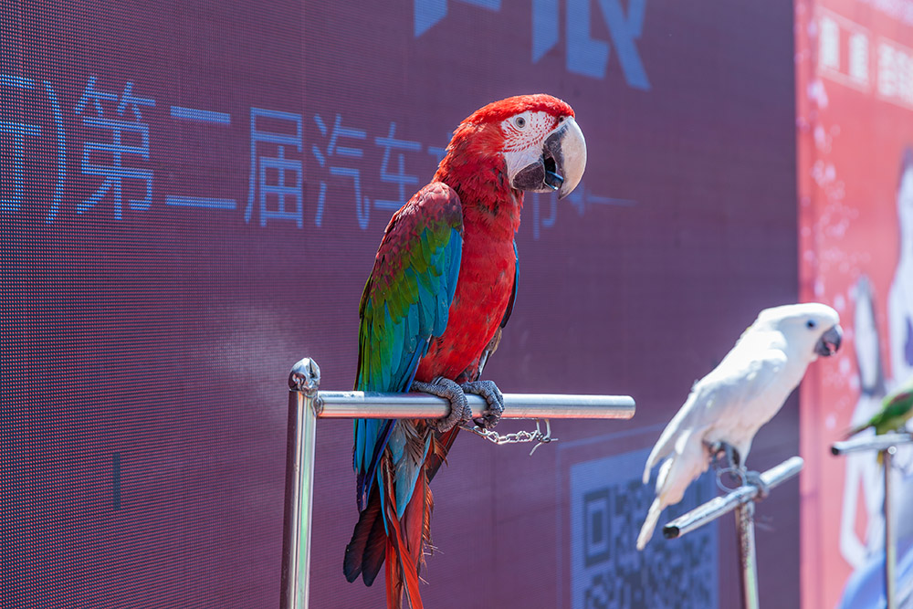 【車展第一天】遇到那個TA，放棄蘋果8......